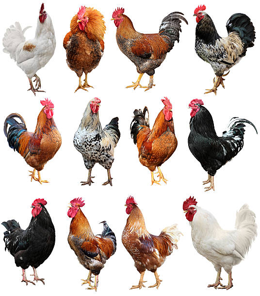 istock Chicken Colorful Rooster isolated on a white background. Symbol 2017 618218832