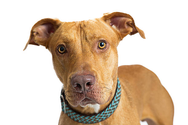 istock Closeup Large Brown Dog Staring Into Camera 618219006