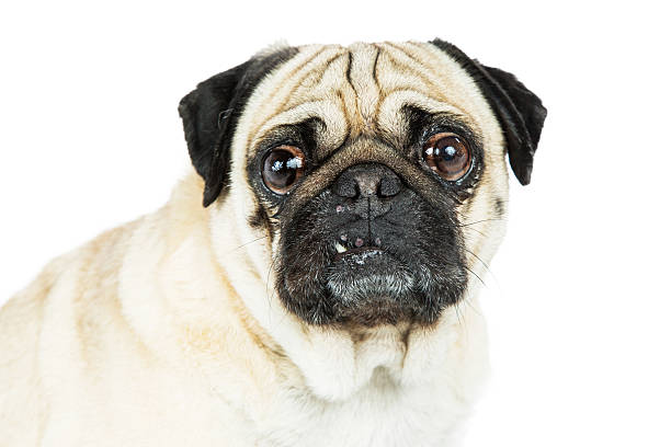 istock Pug Dog Portrait Tooth Out 618219058