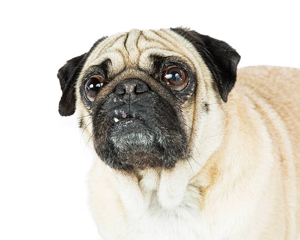 istock Pug Dog Closeup Looking Side and Up 618219072