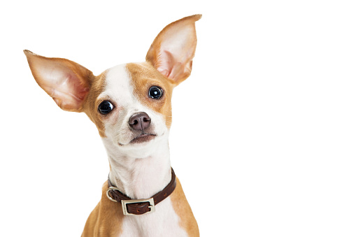 Cute Chihuahua Dog Closeup Loving Expression