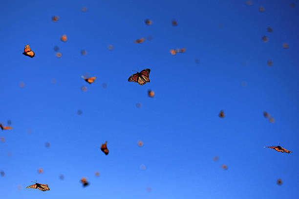 istock Monarch Butterflies, Michoacan, Mexico 618219942