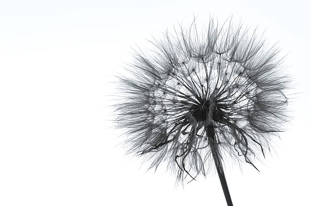 istock Photo of dandelion silhouette 618220450