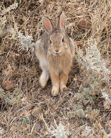 Digging in the grass and sage, a Nuttall's Cottontail rabbit also known as the mountain cottontail feeds on dry plants on Mount Falcon in the Front Range Rocky Mountains, Morrison Colorado.