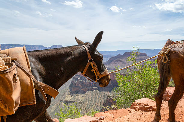 Grand Canyon (AZ, USA) is up to 18 miles wide and 277 miles long