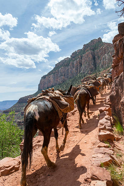 mules dans le grand canyon - mule grand canyon canyon riding photos et images de collection