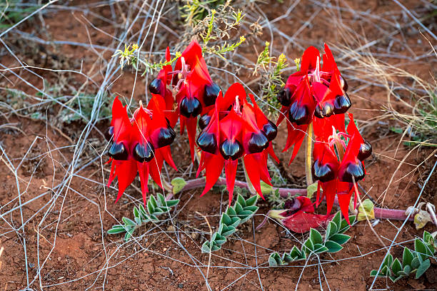 istock Sturt's Desert Pea, Wildflower, Australia 618221896