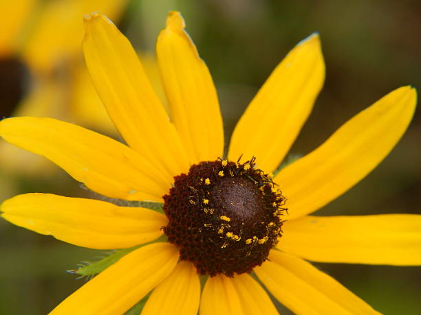 istock Black-eyed-Susan Flower in Bloom 618221914