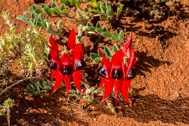 istock Sturt's Desert Pea, Wildflower, Australia 618221954