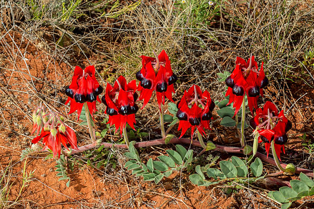 istock Sturt's Desert Pea, Wildflower, Australia 618222044