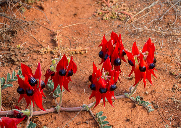 istock Sturt's Desert Pea, Wildflower, Australia 618222098