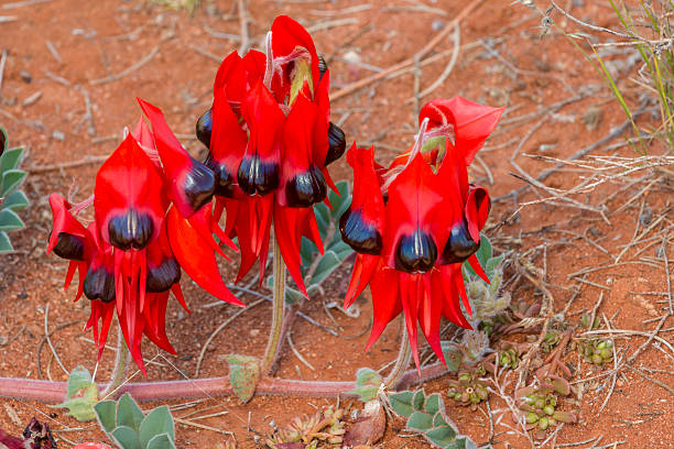 istock Sturt's Desert Pea, Wildflower, Australia 618222140