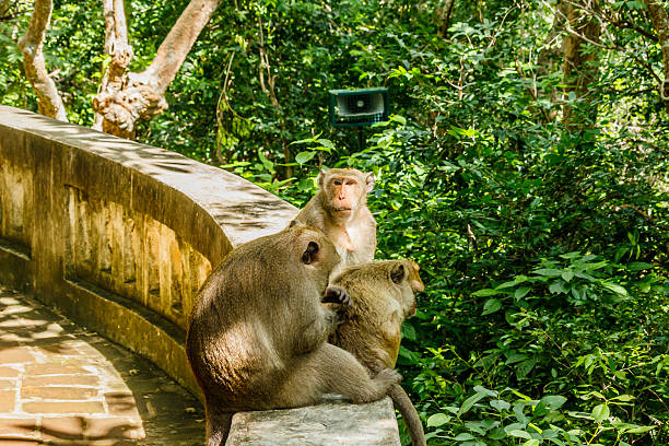 istock monkey lives in a natural forest of Thailand. 618222382