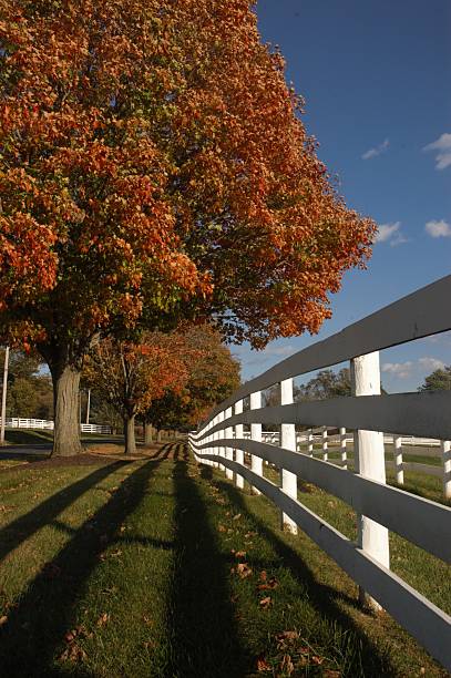 istock Autumn foliage in countryside 618222550