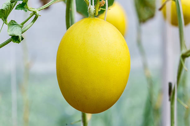 istock Yellow Cantaloupe melon growing in a greenhouse. 618223702