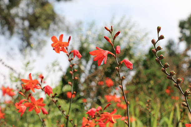 istock Beautiful Crocosmia flowers in nature 618224334