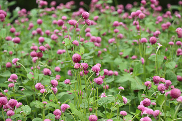 istock Flower bed as a floral background 618224410