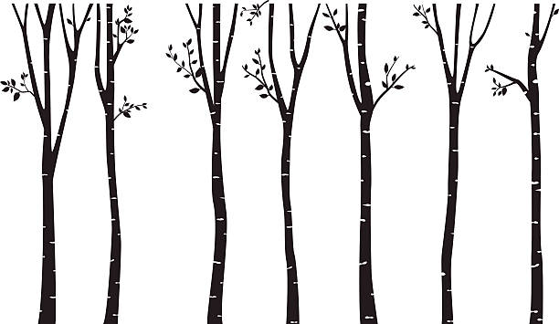 자작 나무 실루엣 배경 - birch tree birch forest tree stock illustrations