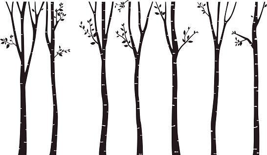 Vector Illustration of Birch Tree Silhouette Background