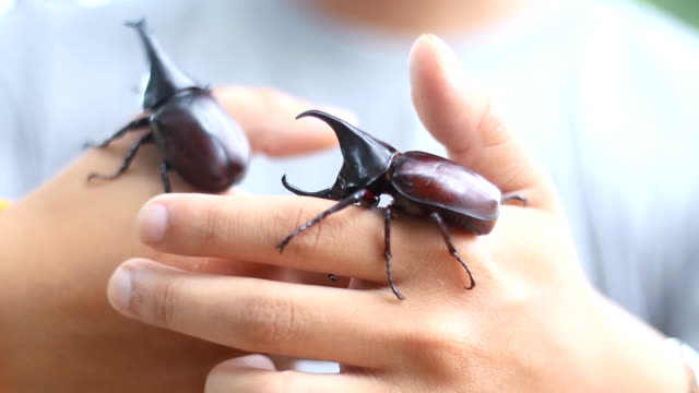Keeping pet beetles