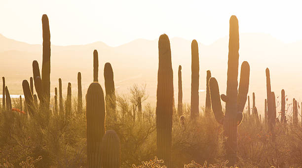 Saguaro National Park stock photo