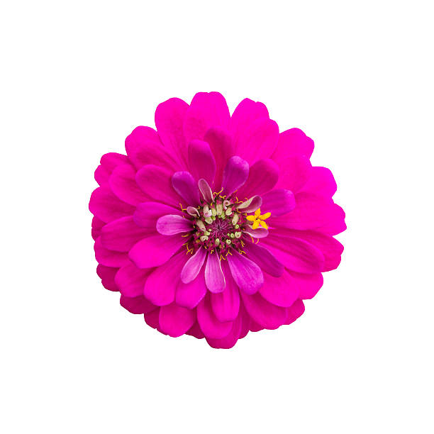 istock Pink flower isolated on white background 618315486