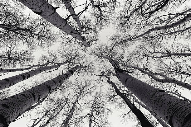Skyward Aspen Grove Wide angle black and white skyward view of leafless Aspen tree grove in late Fall season along the Alpine Loop in Northern Utah, USA.  Image taken October 2016. bare tree photos stock pictures, royalty-free photos & images