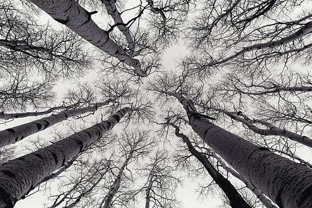 Skyward Aspen Grove Wide angle black and white skyward view of leafless Aspen tree grove in late Fall season along the Alpine Loop in Northern Utah, USA. Image taken October 2016. bare tree photos stock pictures, royalty-free photos & images