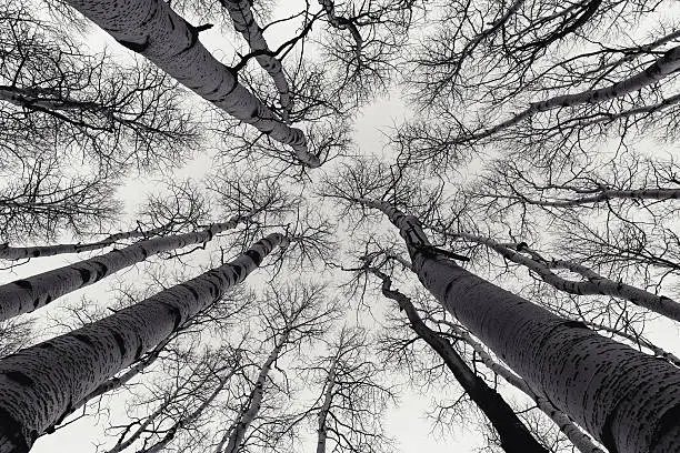 Photo of Skyward Aspen Grove