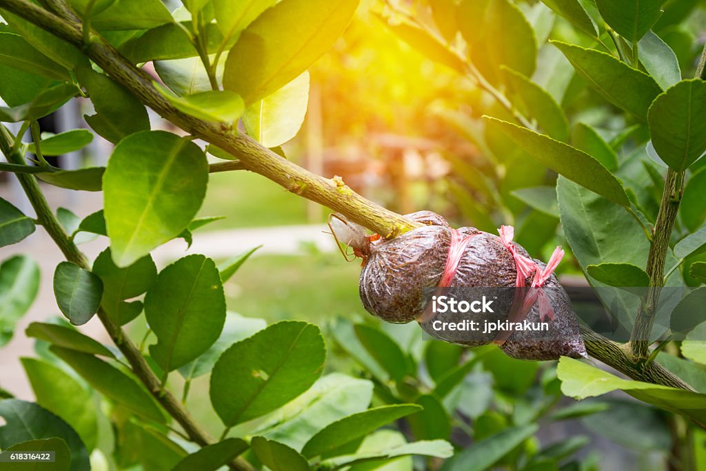 Plant Propagation Background Close up of air layering plant, Lime tree. Agriculture Stock Photo