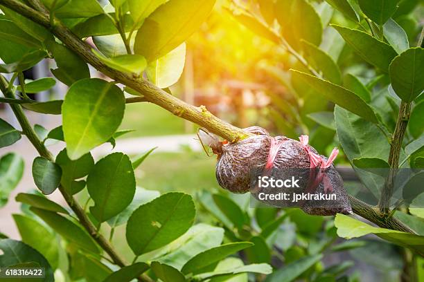 Plant Propagation Background Stock Photo - Download Image Now - Agriculture, Asexual Reproduction, Botany