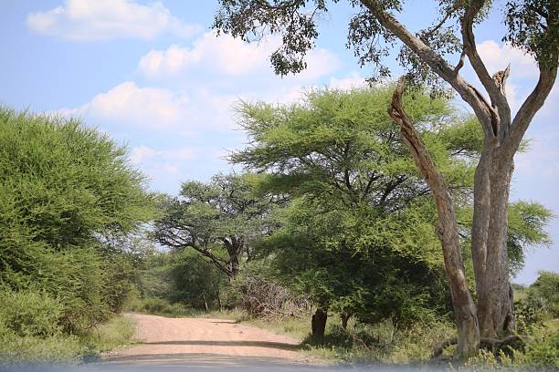 아프리카 나미비아 마한고 국립공원의 사파리 트레일 - savannah africa steppe namibia 뉴스 사진 이미지