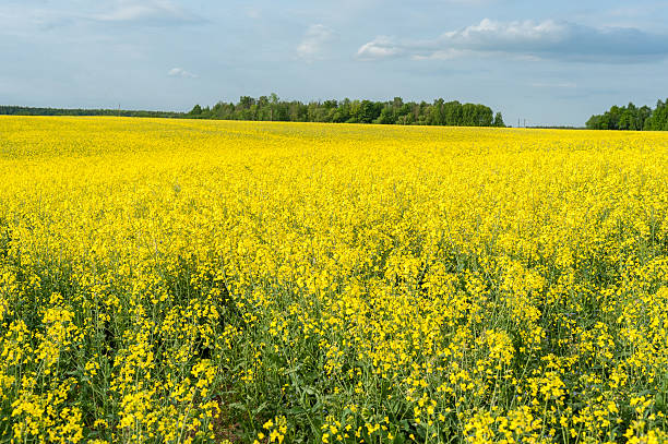 istock Yellow Rapeseed Field. Landscape. Rural area nature. 618317808