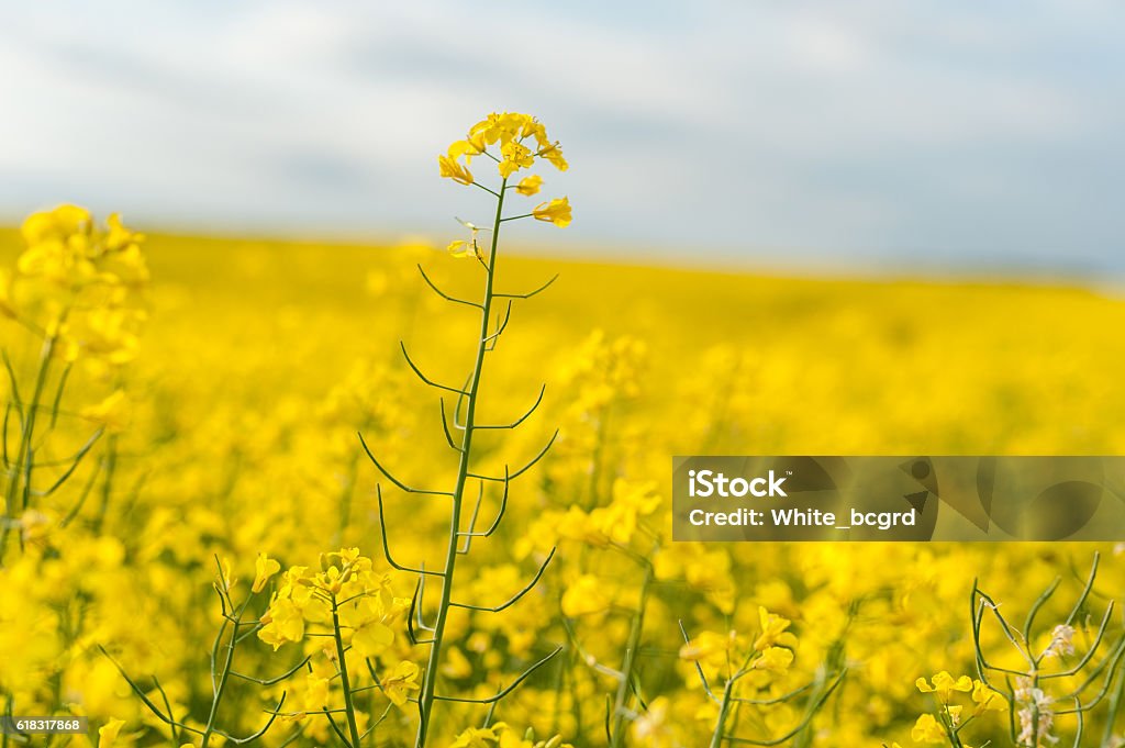 Yellow Rapeseed Field. Landscape. Rural area nature. Agricultural Field Stock Photo