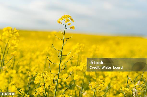 Yellow Rapeseed Field Landscape Rural Area Nature Stock Photo - Download Image Now