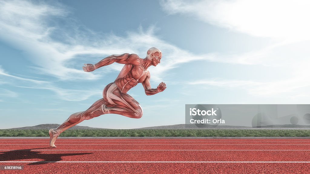 Male muscular system Male muscular system running on red track . This is a 3d render illustration Anatomy Stock Photo