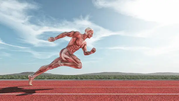 Male muscular system running on red track . This is a 3d render illustration