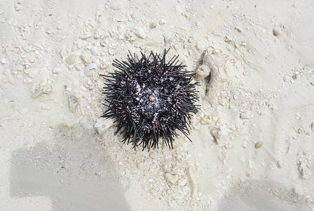 istock Sea urchin at the beach 618321482