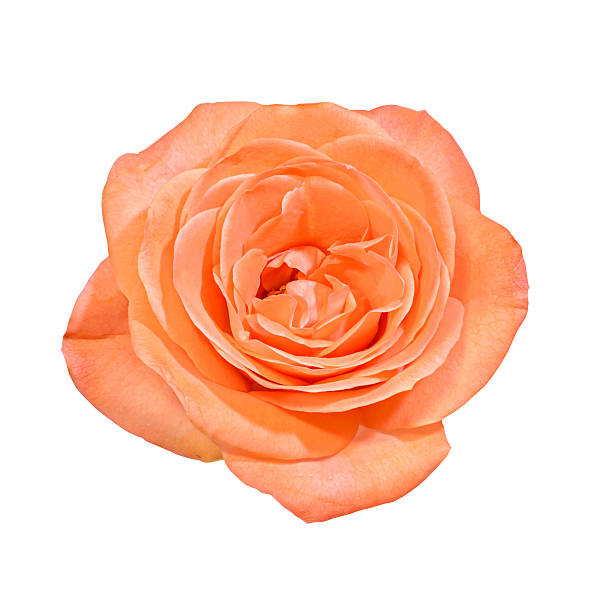 istock Orange rose flower, close up, isolated, background 618323082