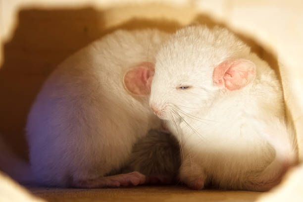 istock White baby chinchilla is sitting in house 618323572