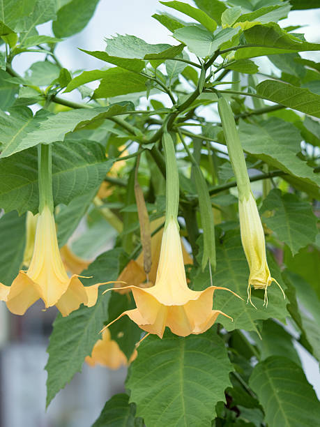 istock Flower named Angel trumpet 618323640