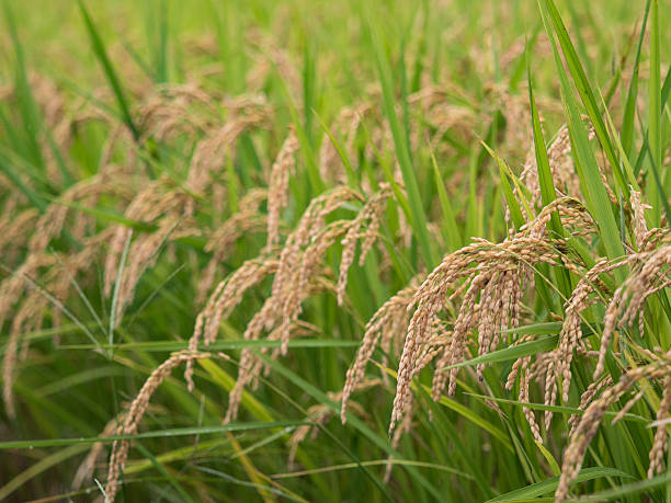 istock Ripe ear of rice 618324002