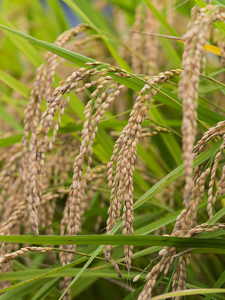 istock Ripe ear of rice 618324394