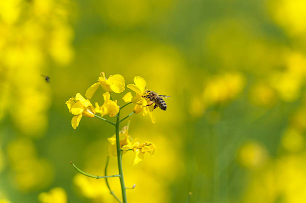 istock Macro Bee and Fly in Background. Rapaseed Field. 618327234