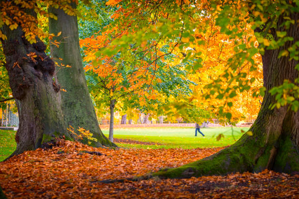 istock Legs walking over lawn in autumn park 618328608
