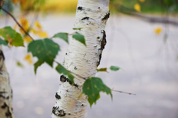istock The trunk of a birch on  background  yellow autumn forest 618330834