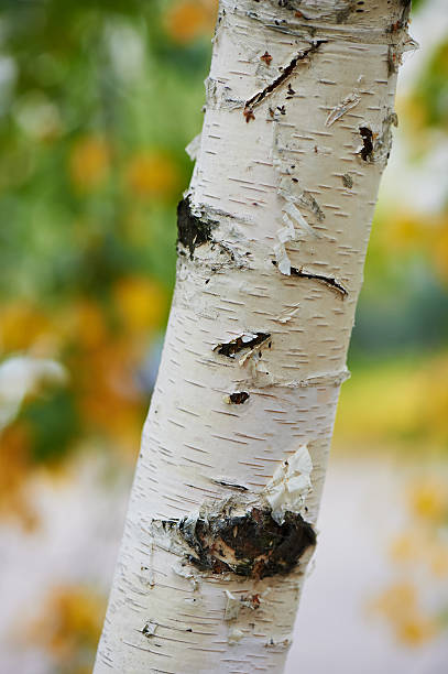 istock The trunk of a birch on  background  yellow autumn forest 618330874