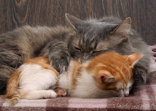 istock large gray cat gently hugs a small kitten 618331320