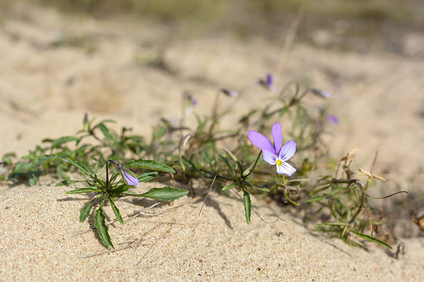 istock Viola Tricolor ssp. curtisii - dune pansy on sandy ground. 618332000