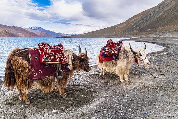 istock White and Brown Yaks beside Pangong Lake ,Leh , India. 618332328